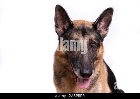 Studio shot di un adorabile pastore tedesco seduto su sfondo bianco. Foto Stock