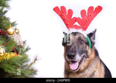 Close up ritratto di divertente cane bellissimo natale di indossare il costume di cervi, guardando sulla fotocamera, isolato in inverno sfondo bianco Foto Stock