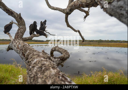 Avvoltoio nero (Coragyps atratus) e il coccodrillo americano (Alligator mississippiensis) al 'Deep foro' dolina, Myakka River State Park, Florida, Stati Uniti d'America. Foto Stock