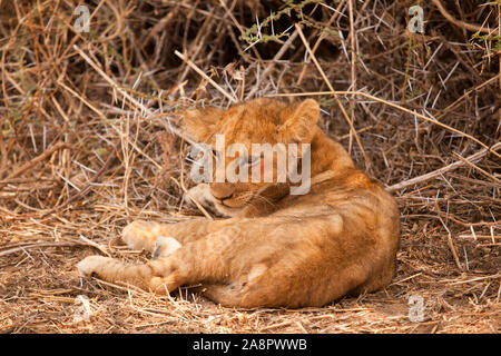 Lion cub riposa all'ombra di una spina boccola durante il pomeriggio di sole, Ruaha National Park, Tanzania Foto Stock