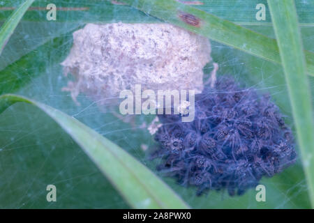 Pisaura mirabilis vivaio spider Web spiderlings dalla tenda di seta Foto Stock