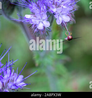 Fiddleneck (Phacelia tanacetifolia) fiori con la mosca di Marmalade (Episyrphus balteatus) che si nutre di esso Foto Stock