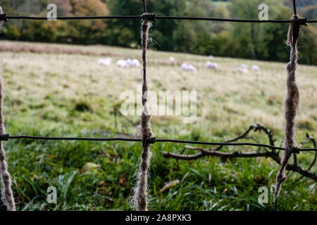 La lana catturati da un recinto di filo Foto Stock