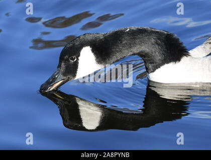 Canada Goose close up e di riflessione - Branta canadensis - Regno Unito Foto Stock