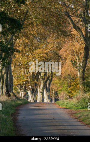 Alberi di faggio (Fagus sylvatica) rivestimento una soleggiata Aberdeenshire Vicolo del paese in autunno Foto Stock