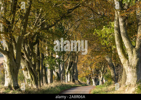 Un vicolo del paese in zone rurali Aberdeenshire foderato con alberi di faggio (Fagus sylvatica) in Autunno Foto Stock