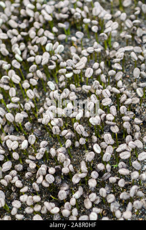 Caffè seedbed, inizio della coltivazione del caffè in Quindío, Colombia Foto Stock