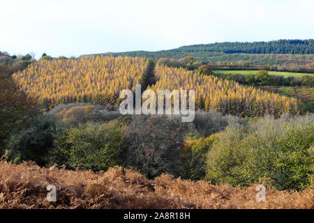 Larice albero piantagione legno misto conifere e alberi decidui larici in autunno crescente collina nella campagna del Carmarthenshire Galles UK KATHY DEWITT Foto Stock