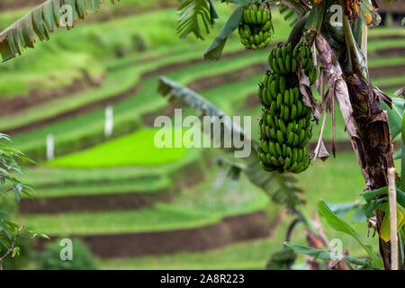 Terrazze di riso Jatiluwih, Bali, Indonesia. Le banane sono in crescita intorno a loro. Essi sono inondati con acqua per aiutare il nuovo impianto di riso crescere. Everyth Foto Stock