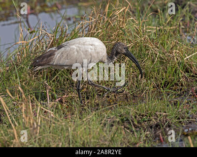 Africa ibis sacri piedi Foto Stock