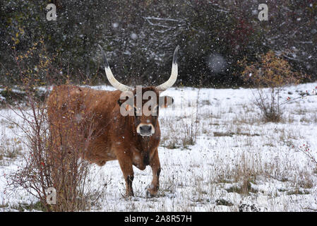 Tierras Altas, Spagna. Decimo Nov, 2019. Una mucca è visto durante una nevicata al Oncala mountain (1.454 m s.l.m.) vicino al piccolo villaggio di Vizmanos.una nevicata, accompagnata da forti venti, ha colpito molti villaggi di Tierras Altas regione, Soria la provincia. Giallo e arancione avvisi di neve sono state messe in diverse province del nord della Spagna. Credito: John Milner/SOPA Immagini/ZUMA filo/Alamy Live News Foto Stock