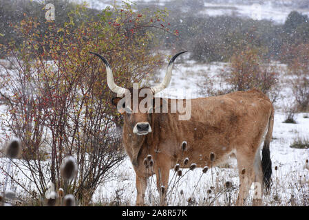 Tierras Altas, Spagna. Decimo Nov, 2019. Una mucca è visto durante una nevicata al Oncala mountain (1.454 m s.l.m.) vicino al piccolo villaggio di Vizmanos.una nevicata, accompagnata da forti venti, ha colpito molti villaggi di Tierras Altas regione, Soria la provincia. Giallo e arancione avvisi di neve sono state messe in diverse province del nord della Spagna. Credito: John Milner/SOPA Immagini/ZUMA filo/Alamy Live News Foto Stock