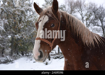 Tierras Altas, Spagna. Decimo Nov, 2019. Un cavallo è visto durante una nevicata al Oncala mountain (1.454 m s.l.m.) vicino al piccolo villaggio di Ledrado.una nevicata, accompagnata da forti venti, ha colpito molti villaggi di Tierras Altas regione, Soria la provincia. Giallo e arancione avvisi di neve sono state messe in diverse province del nord della Spagna. Credito: John Milner/SOPA Immagini/ZUMA filo/Alamy Live News Foto Stock