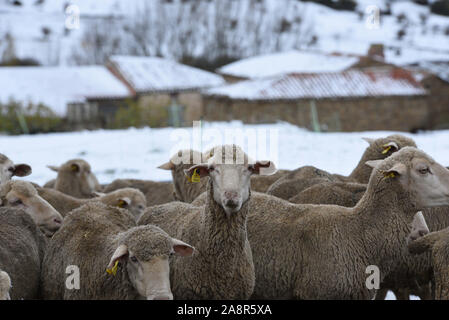 Tierras Altas, Spagna. Decimo Nov, 2019. Un gregge di pecore visto durante una nevicata al Oncala mountain (1.454 m s.l.m.) vicino al piccolo villaggio di Las Aldehuelas.una nevicata, accompagnata da forti venti, ha colpito molti villaggi di Tierras Altas regione, Soria la provincia. Giallo e arancione avvisi di neve sono state messe in diverse province del nord della Spagna. Credito: John Milner/SOPA Immagini/ZUMA filo/Alamy Live News Foto Stock