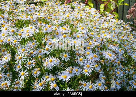 Kalimeris incisa Alba un fiore bianco arbusto della famiglia aster che è un deciduo piante erbacee perenni che è a fioritura estiva ed è completamente hardy Foto Stock