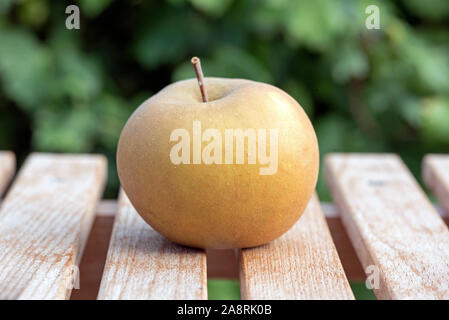 St Edmund's Pippin apple (malus domestica) noto anche come Saint Edmund's Russet patrimonio Inglese dessert apple sollevato da Richard Harvey, Bury St ed Foto Stock