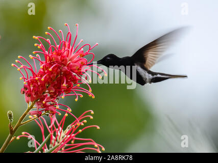 Un maschio nero (giacobina Florisuga fusca) alimentazione su fiori di colore rosso. Bahia, Brasile, Sud America. Foto Stock