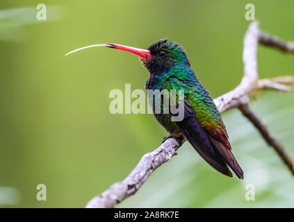 Un maschio Rufous-throated zaffiro (Hylocharis sapphirina) appollaiato su un ramo. Bahia, Brasile, Sud America. Foto Stock