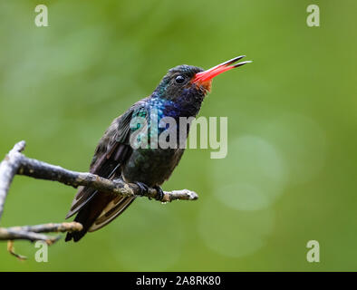 Un maschio Rufous-throated zaffiro (Hylocharis sapphirina) appollaiato su un ramo. Bahia, Brasile, Sud America. Foto Stock