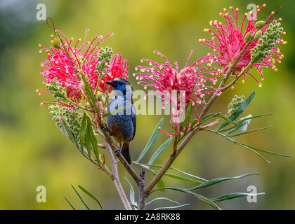 Un opale-rumped Tanager (Tangara velia) alimentazione su fiori. Bahia, Brasile, Sud America. Foto Stock