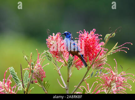 Un opale-rumped Tanager (Tangara velia) alimentazione su fiori. Bahia, Brasile, Sud America. Foto Stock