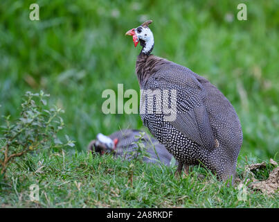 Un Faraone Helmeted (Numida meleagris) foraggio. Bahia, Brasile, Sud America. Foto Stock