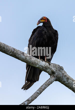 Un tenue giallo-headed Vulture (Cathartes burrovianus) appollaiato su un ramo. Bahia, Brasile, Sud America. Foto Stock