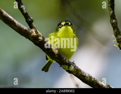 A testa grigia (Tody-Flycatcher Todirostrum poliocephalum) con macchie di colore giallo sul suo volto. Bahia, Brasile, Sud America. Foto Stock