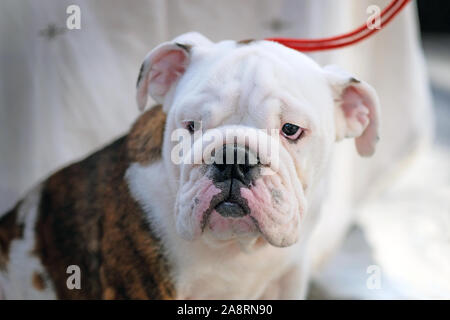 Bulldog inglese è seduto, cercando nel telaio con occhi stanchi. Il cane è bianco con una grande macchia marrone sul retro e piccole macchie sulla testa di un Foto Stock