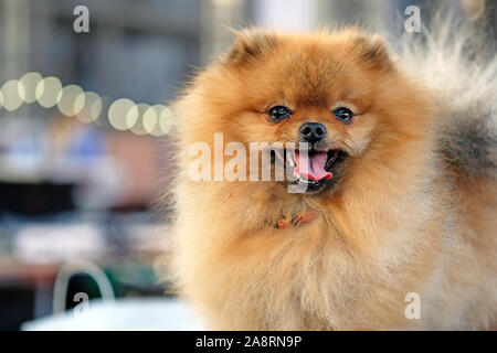 Spitz di Pomerania close-up. Un cane con la bocca aperta e linguetta sporgente guarda nel telaio. Dog Face bella Pomerania marrone Foto Stock