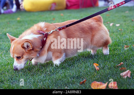 Cane di razza, Welsh Corgi Pembroke close-up. I capelli rossi cane con gambe corte al guinzaglio sull'erba verde. Welsh Corgi Cardigan tira il guinzaglio e sn Foto Stock