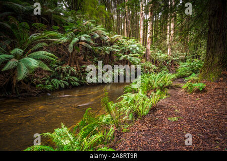 Grandi felci e un ruscello nella foresta di sequoie californiane nel Great Otway National Park a Victoria, Australia Foto Stock