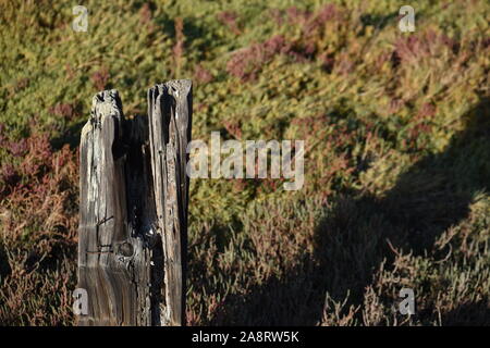 Un vecchio palo da recinzione di fronte il rosso e il verde della vegetazione. Foto Stock