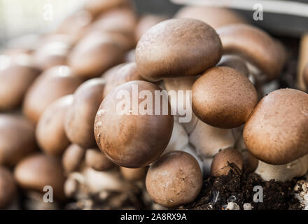 Pulsante champignon portobello tabella funghi crescono nel suo habitat naturale. Foto Stock