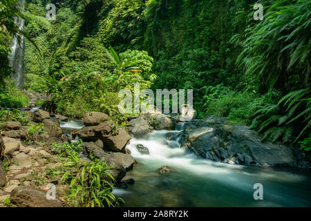 Che scorre veloce rapide nel fiume in una lussureggiante giungla tropicale Foto Stock