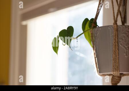 Philodendron 'Brasil' in una piantatrice pendenti. Foto Stock