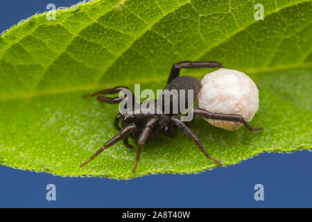 Un lupo Spider (Allocosa sp.) custodisce il suo uovo sac. Foto Stock