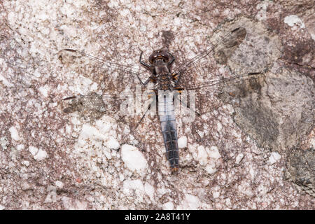 Una femmina di Chalk-fronteggiata caporale (Ladona julia) posatoi sul lato di una roccia. Foto Stock