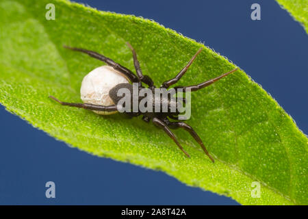 Un lupo Spider (Allocosa sp.) custodisce il suo uovo sac. Foto Stock