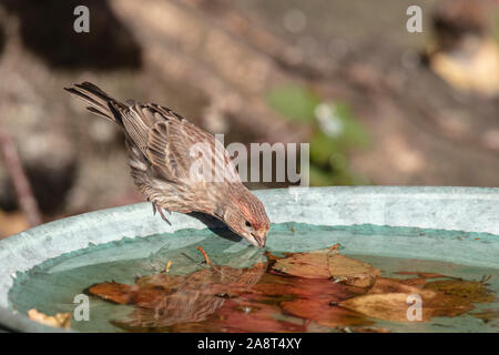 Una casa finch bevande acqua vicino fino Foto Stock