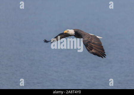 Flying aquila calva con blue sky close up Foto Stock