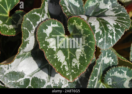 Verde e bianco venato ciclamino foglie con gocce di pioggia o goccioline di acqua vicino fino al sole nel primulaceae o famiglia myrsinaceae Foto Stock