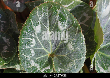 Verde e bianco venato ciclamino foglie con gocce di pioggia o goccioline di acqua vicino fino al sole nel primulaceae o famiglia myrsinaceae Foto Stock