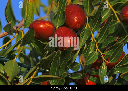 Jujube frutto o drupa latino Ziziphus jujuba maturazione su una bussola o un albero in Italia un tipo di data ad esempio rosse data relativi alla famiglia di frangola rhamnaceae Foto Stock