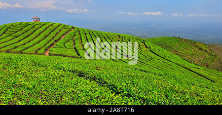 Gazebo tradizionale sulla collina con vista panoramica. Highland tradizionale piantagione di tè in montagna. Un luogo popolare, meta di viaggio in isola di Giava. Foto Stock