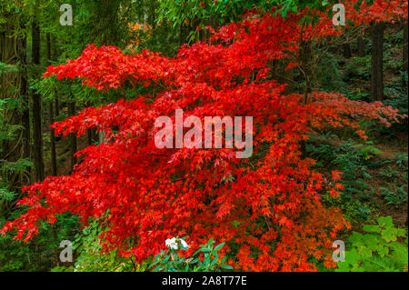 Acero giapponese, Fern Canyon giardino, Mill Valley California Foto Stock