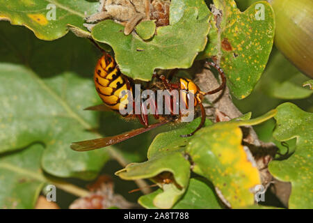 Europeo massiccio hornet latino vespa crabro anche chiamato calabrone strisciando su una foglia di quercia latino quercus in autunno o cadere in Italia Foto Stock