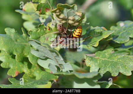 Europeo massiccio hornet latino vespa crabro anche chiamato calabrone strisciando su una foglia di quercia latino quercus in autunno o cadere in Italia Foto Stock