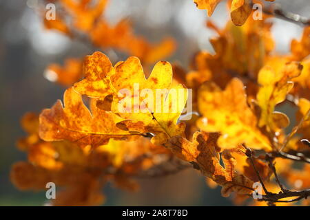 Golden alberi e prato allagato nella foresta di autunno Foto Stock