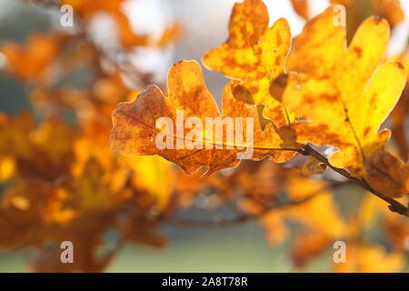 Golden alberi e prato allagato nella foresta di autunno Foto Stock